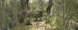canberra bush field